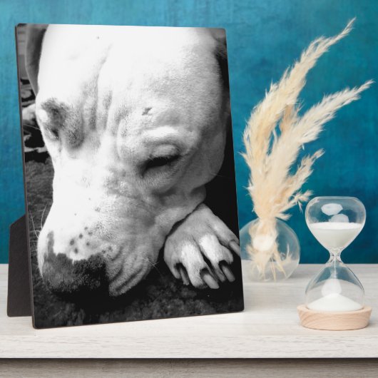 Weißer Grubenbull Fotoplatte (Seite)