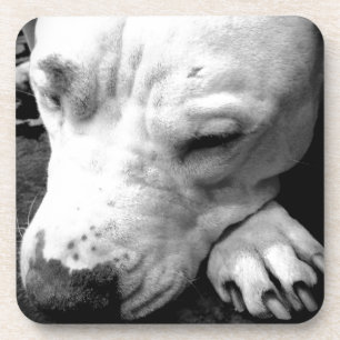 Weißer Grubenbull Getränkeuntersetzer