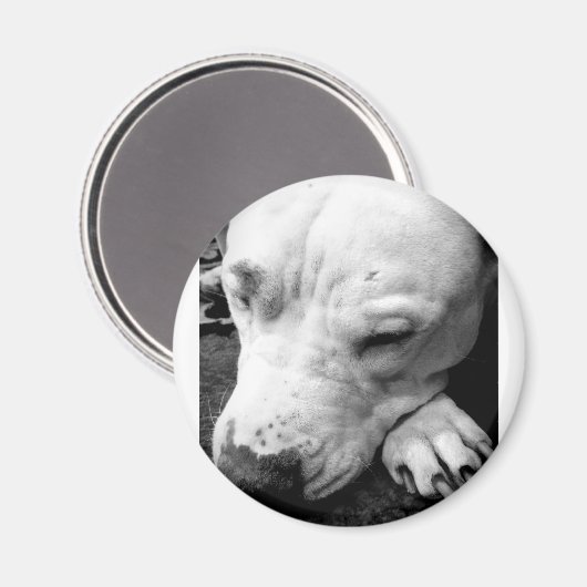 Weißer Grubenbull Magnet (Vorderseite/Rückseite)