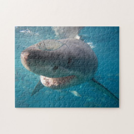 Weißer Hai, 252 Stück Puzzle (Horizontal)