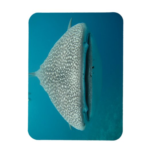 Weißer Hai - Front VIew Magnet (Vertikal)