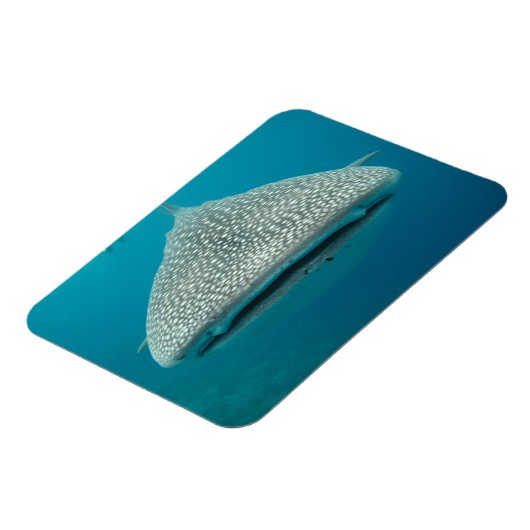 Weißer Hai - Front VIew Magnet (Linke Seite)