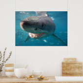 Weißer Hai Poster (Küche)