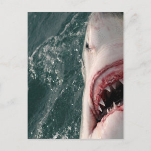 Weißer Hai Postkarte