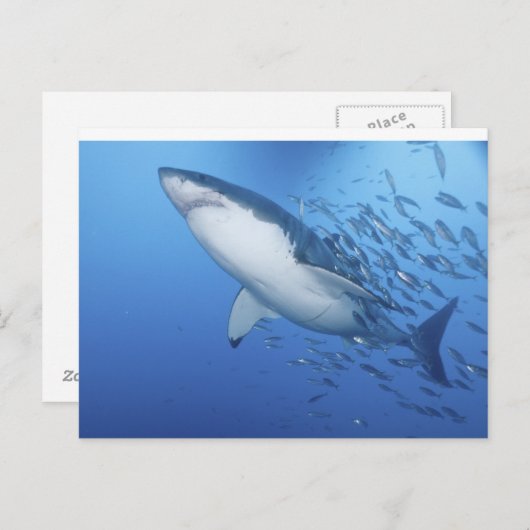 Weißer Hai Postkarte (Vorne/Hinten)