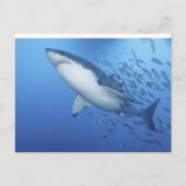 Weißer Hai Postkarte (Vorderseite)