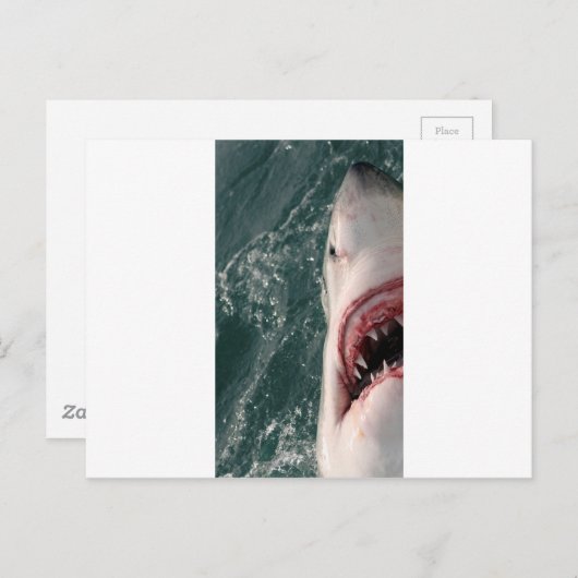 Weißer Hai Postkarte (Vorne/Hinten)