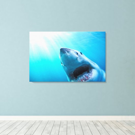 Weißer Hai | Südafrika Leinwanddruck (Insitu (Holzboden))