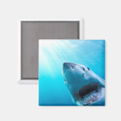 Weißer Hai | Südafrika Magnet (Vorderseite/Rückseite)