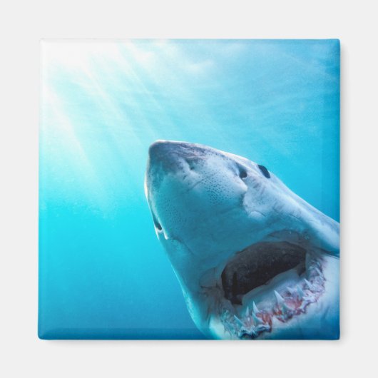 Weißer Hai | Südafrika Magnet (Vorne)