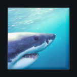 Weißer Hai | Südafrika Magnet<br><div class="desc">Großer Weißer Hai (Carcharodon Carcharias) Südafrika | Stuart Westmorland / DanitaDelimont | AF42 SWR0017</div>