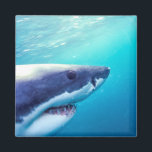 Weißer Hai | Südafrika Magnet<br><div class="desc">Großer Weißer Hai (Carcharodon Carcharias) Südafrika | Stuart Westmorland / DanitaDelimont | AF42 SWR0017</div>