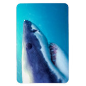 Weißer Hai | Südafrika Magnet (Vertikal)