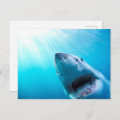 Weißer Hai | Südafrika Postkarte (Vorne/Hinten)