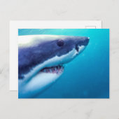 Weißer Hai | Südafrika Postkarte (Vorne/Hinten)