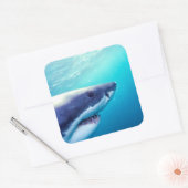 Weißer Hai | Südafrika Quadratischer Aufkleber (Umschlag)