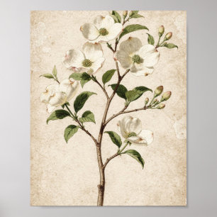 Weißer Hartriegelzweig Botanische Kunst Poster