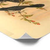 Weißer Haubenfliegenschnäpper-Vogel Vintage-Druck Poster (Ecke)