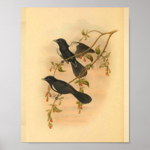 Weißer Haubenfliegenschnäpper-Vogel Vintage-Druck Poster