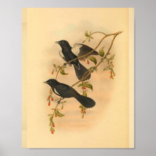 Weißer Haubenfliegenschnäpper-Vogel Vintage-Druck Poster (Vorne)