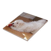 Weißer Havanese Welpe, der mit rotem Ball spielt Fliese (Seite)