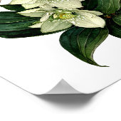 Weißer Hellebore Botanischer Aquarelldruck Poster (Ecke)