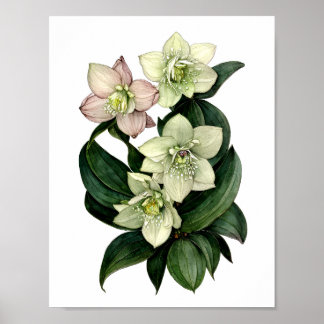 Weißer Hellebore Botanischer Aquarelldruck Poster