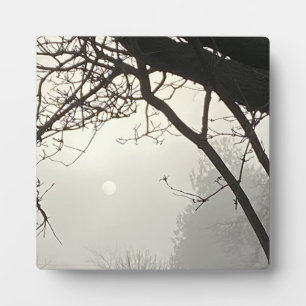 Weißer Himmel und Sonne sind von Bäumen dramatisch Fotoplatte