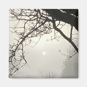 Weißer Himmel und Sonne sind von Bäumen dramatisch Magnet