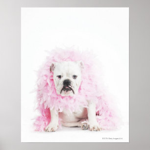 weißer Hintergrund, weiße Bulldogge, rosa Feder Poster