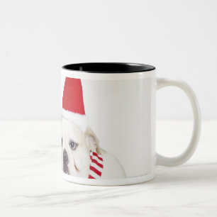 weißer Hintergrund, weiße Bulldoggen, männliche Zweifarbige Tasse