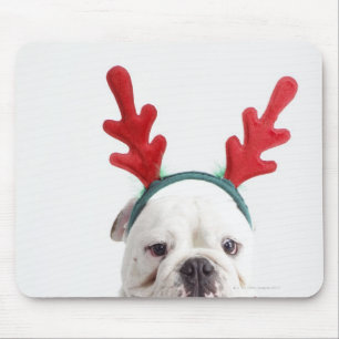 weißer Hintergrund, weiße männliche Bulldogge,  Mousepad