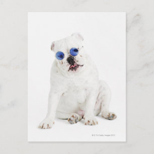 weißer Hintergrund, weißer Bulldog, blau getönt Postkarte