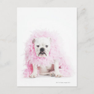 weißer Hintergrund, weißer Bulldog, rosa Feder Postkarte