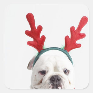 weißer Hintergrund, weißer männlicher Bulldog, Quadratischer Aufkleber