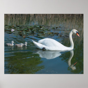 Weißer Höckerschwan mit Baby-Schwanenküken am See Poster