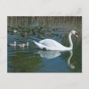 Weißer Höckerschwan mit Babys auf einem See Postkarte