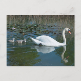 Weißer Höckerschwan mit Babys auf einem See Postkarte