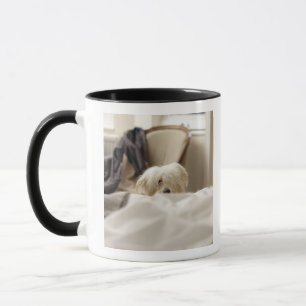 Weißer Hund, der hinter Bett (differenzialer, sich Tasse