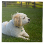 Weißer Hund Fliese (Vorderseite)