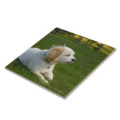 Weißer Hund Fliese (Seite)