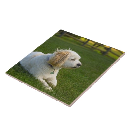 Weißer Hund Fliese (Seite)