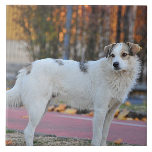 Weißer Hund Fliese (Vorderseite)