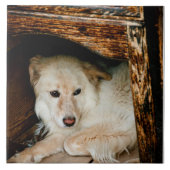 Weißer Hund Fliese (Vorderseite)