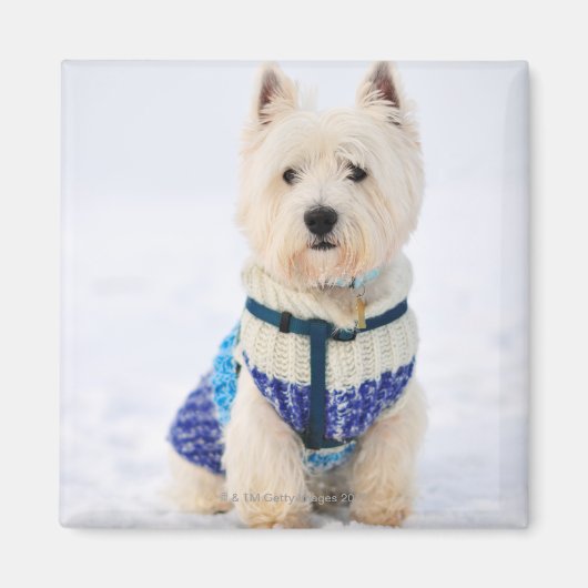 Weißer Hund in Kleidung im Schnee. Magnet (Vorne)