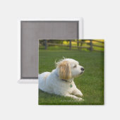 Weißer Hund Magnet (Vorderseite/Rückseite)