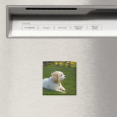 Weißer Hund Magnet (In Situ (Geschirrspüler))