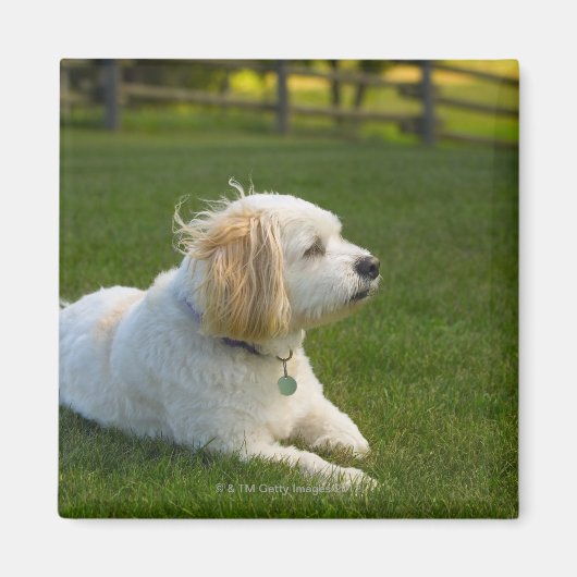 Weißer Hund Magnet (Vorne)
