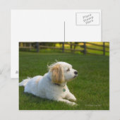Weißer Hund Postkarte (Vorne/Hinten)
