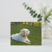 Weißer Hund Postkarte (Stehend Vorderseite)